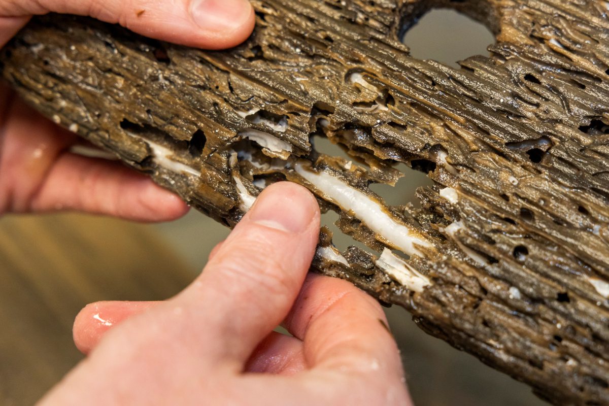 Aquaculture system turns waste wood into nutritious seafood | Envirotec