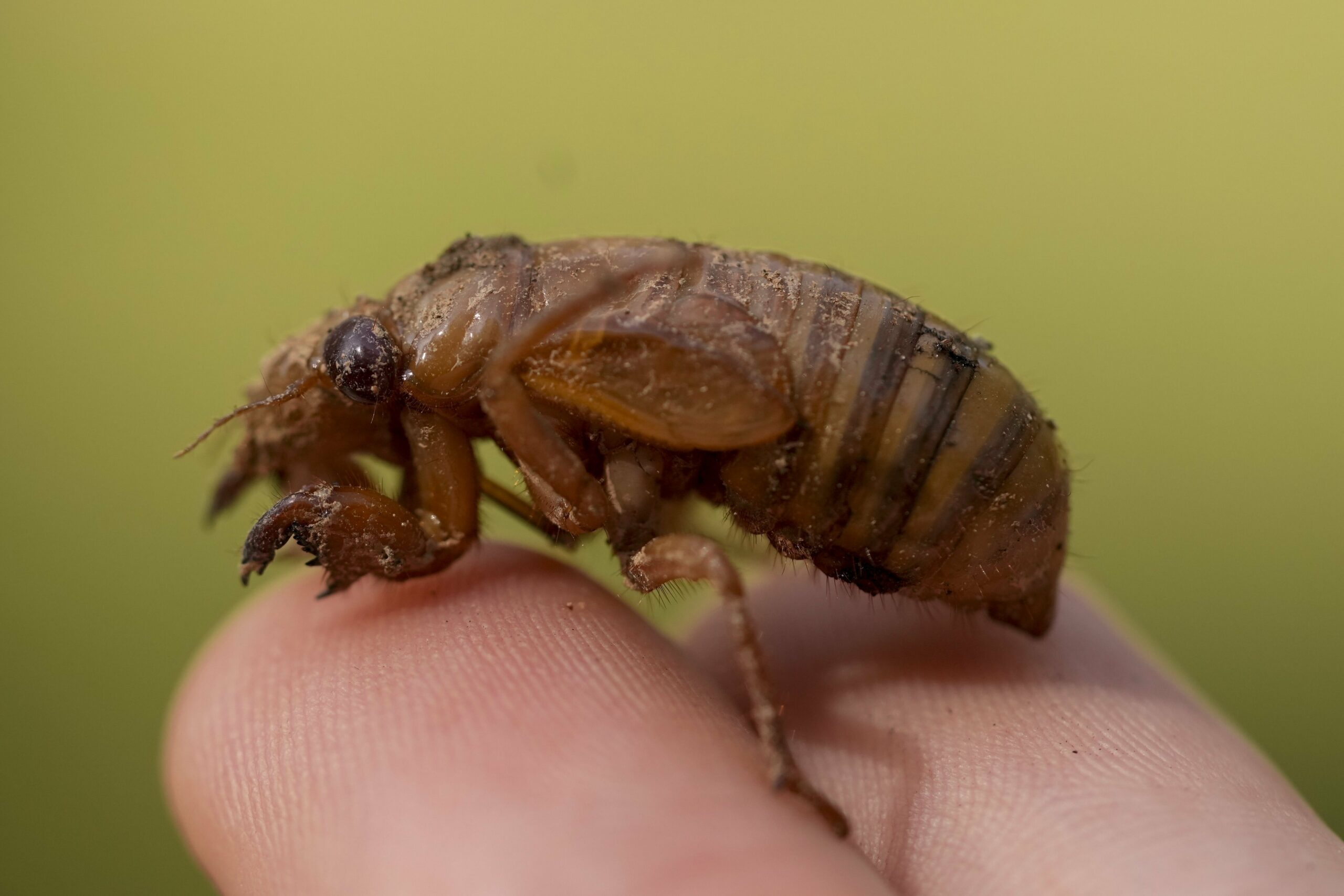 'Cicada-geddon' Is The Biggest Bug Emergence In Centuries