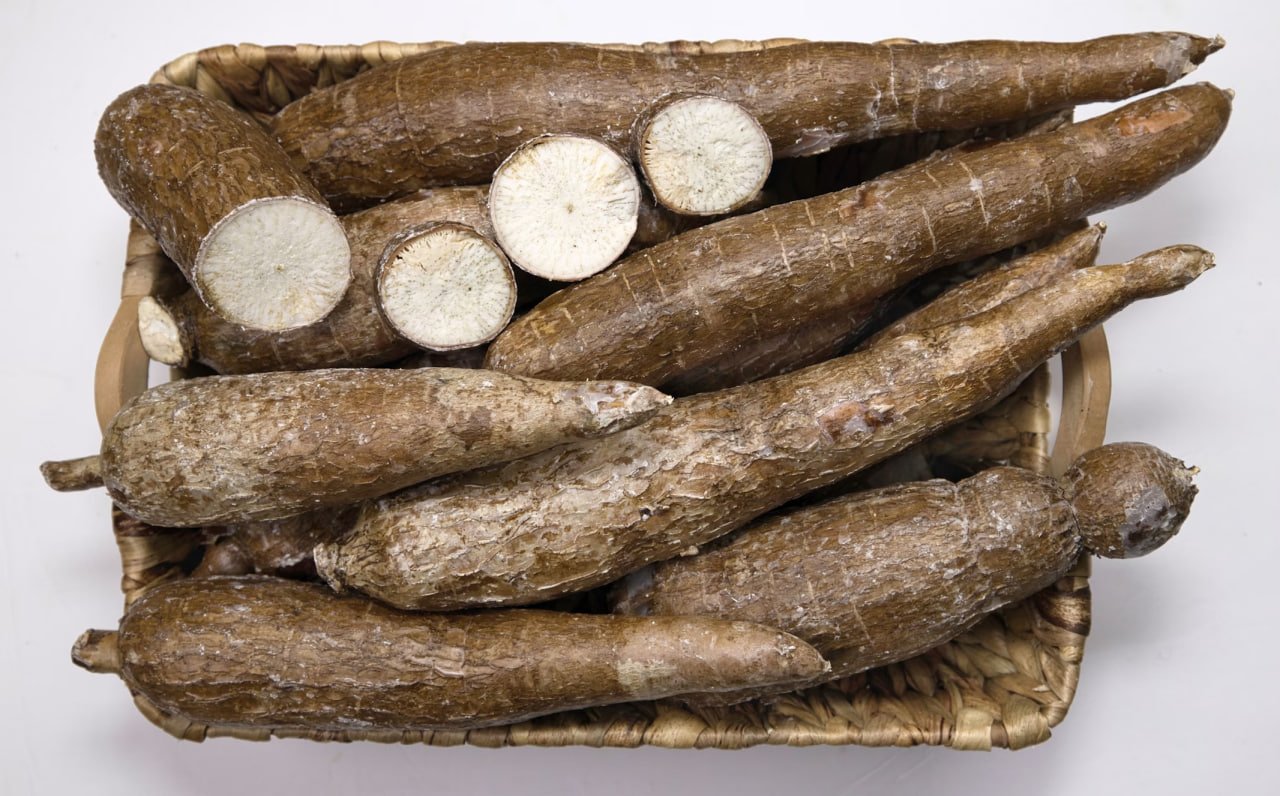 Cassava: Unveiling the Potential of a Resilient Crop in a Sustainable Future