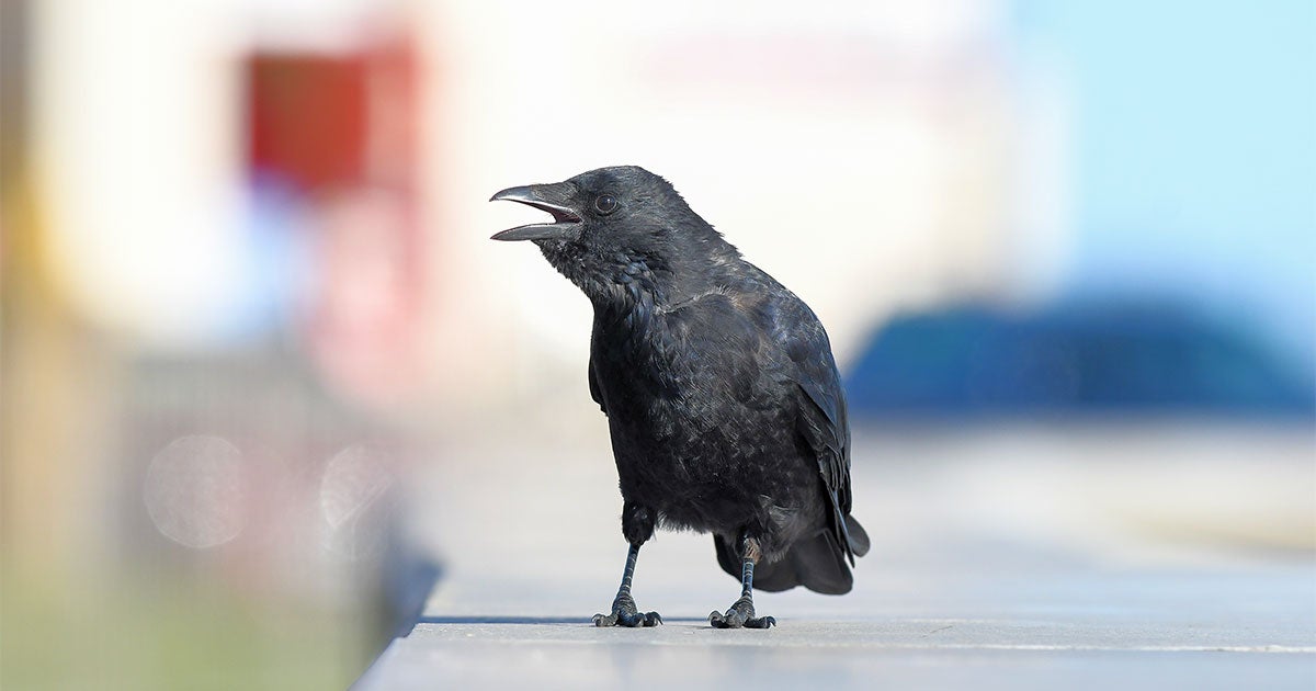 Crows Can Count Aloud Much Like Toddlers, New Study Finds