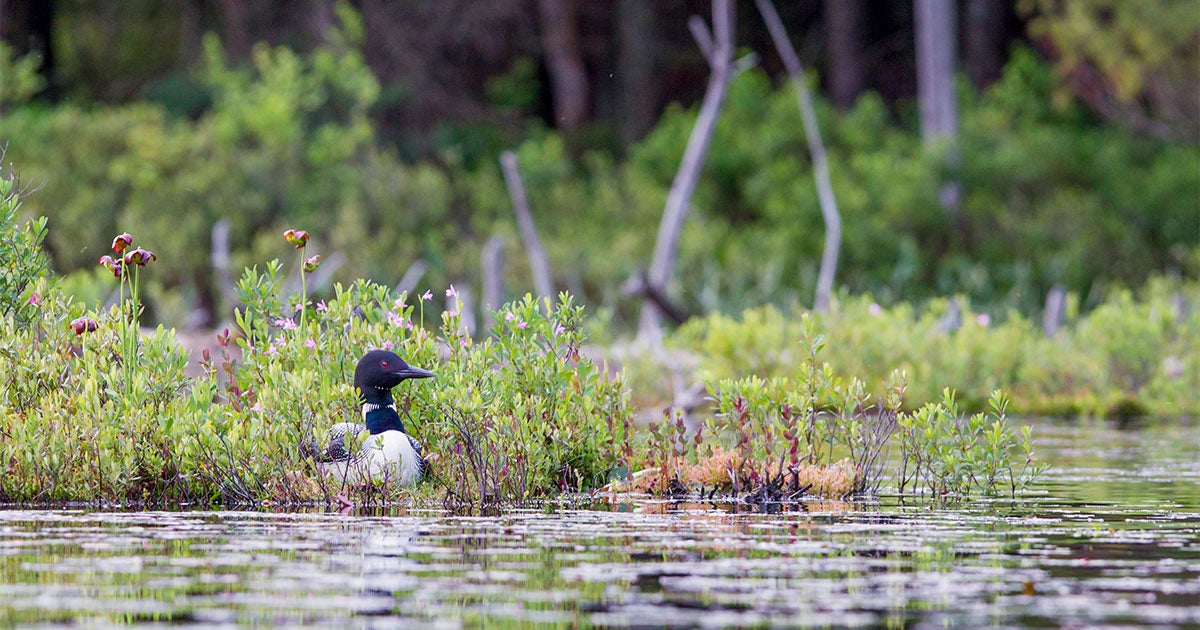 Heavy Downpours Are a Growing Threat to Common Loons