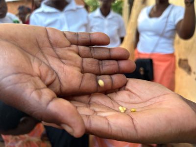 Farmers in Balaka, Malawi, had little to show for their soybean harvest, which produced only tiny beans.