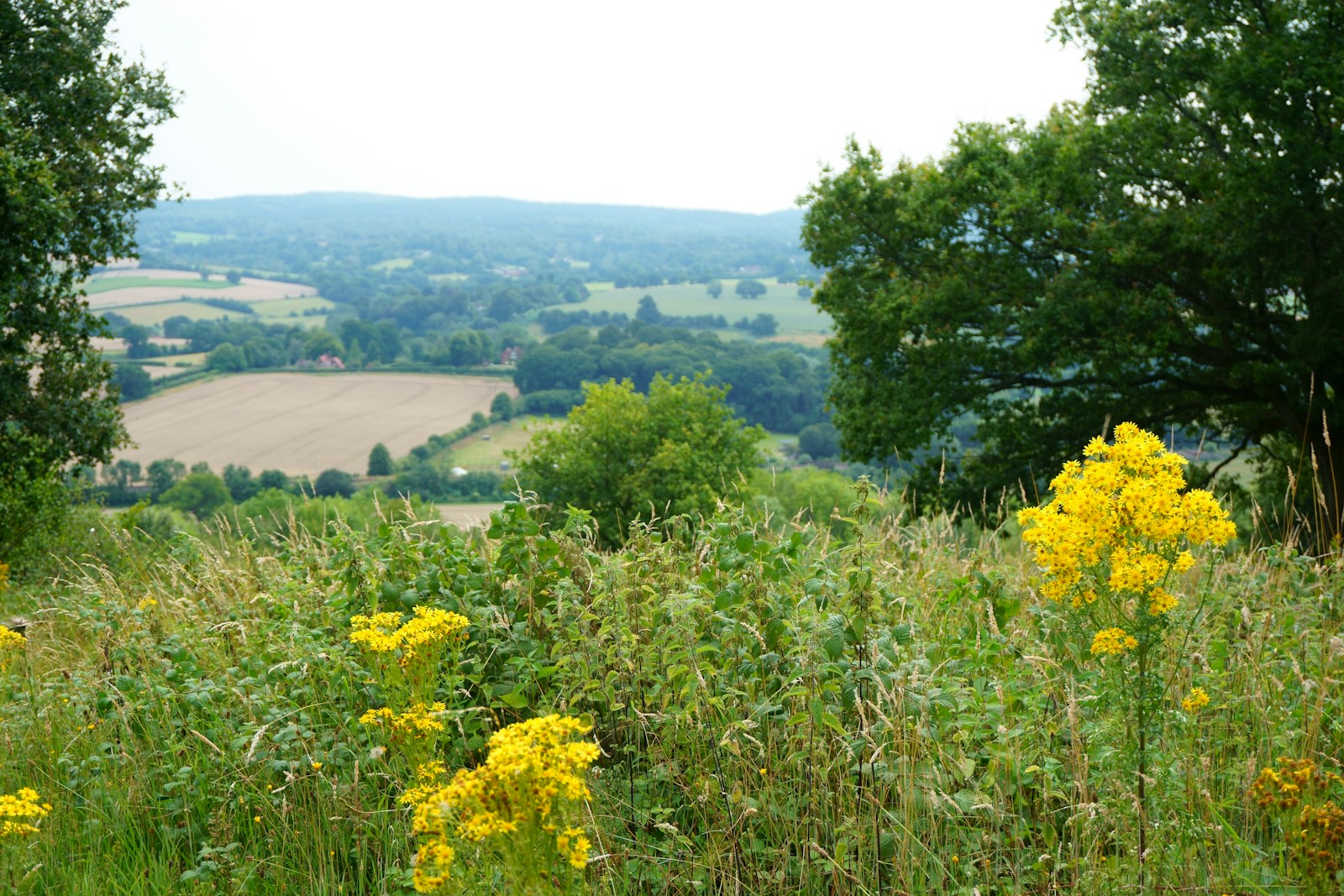 How county councils are developing Local Environmental Improvement Plans framework