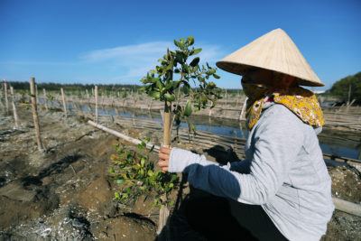 A mangrove-planting project in Vietnam.