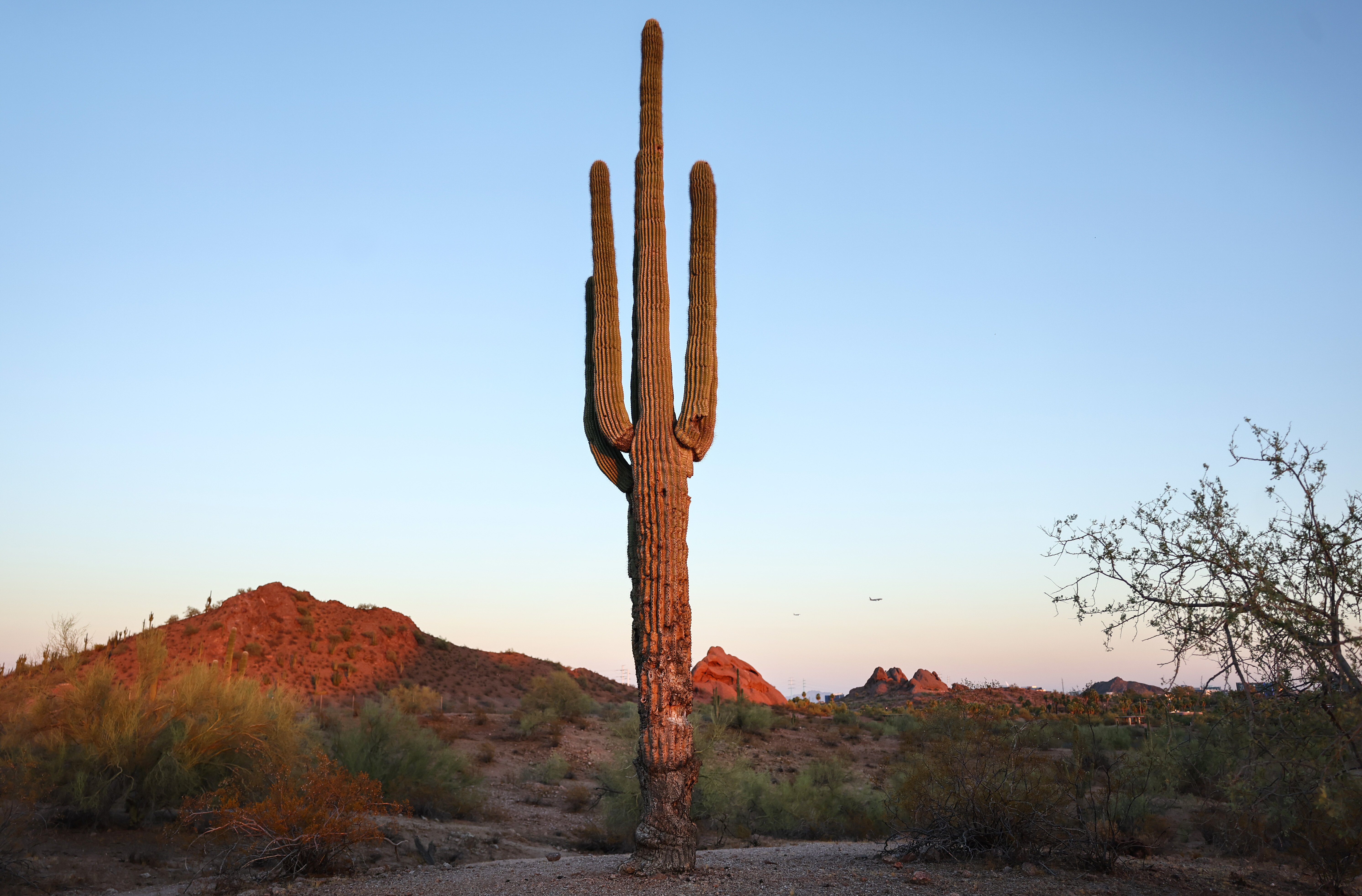 A damaged saguaro cactus stands in the Sonoran Desert in Phoenix in August 2023. The iconic cactuses were under increased stress from extreme heat during Arizona’s brutal summer heat wave and are threatened by a number of issues linked to climate change.