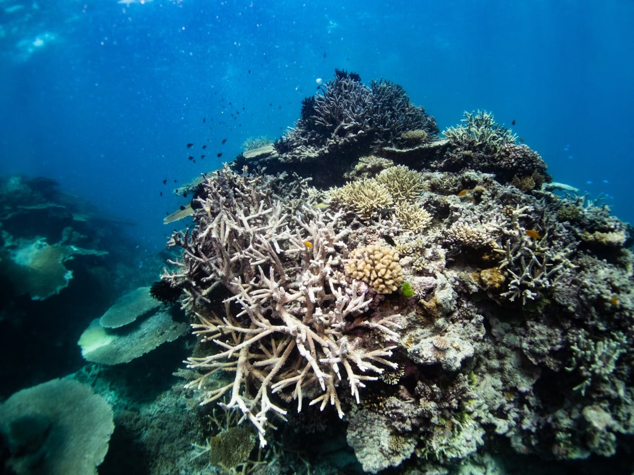 Marine Heatwaves Cause Massive Global Coral Bleaching