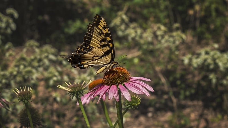 Native Plants 101: Everything You Need to Know - EcoWatch