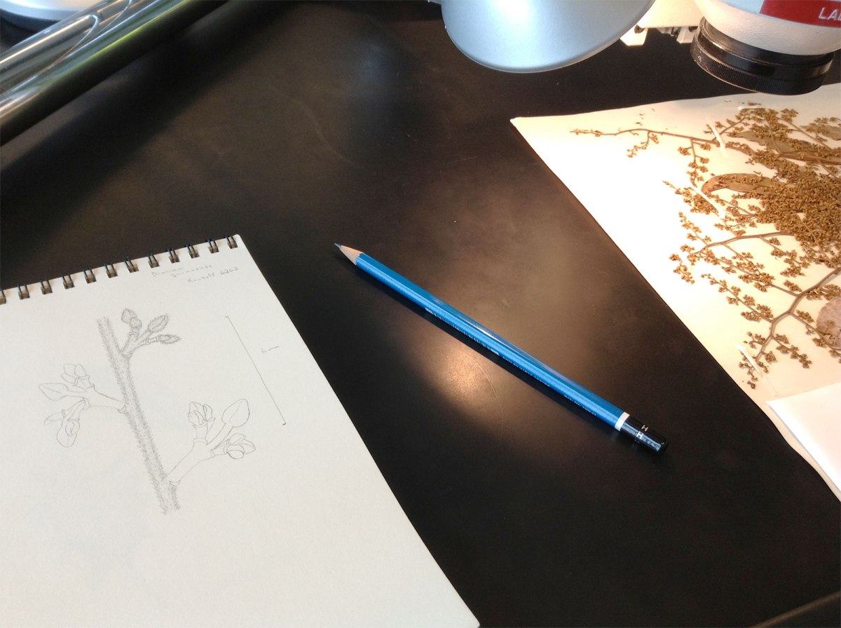 Desk, pencil, and illustration, by Erin Zimmerman