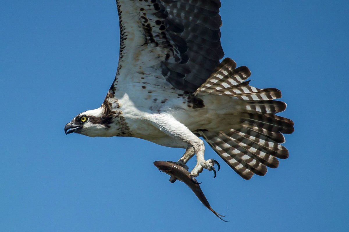 Researchers Sound the Alarm Over the Chesapeake Bay’s Ospreys