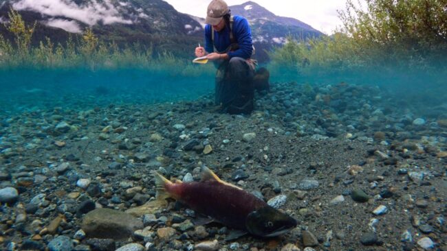 Man in cap takes notes near a salmon swimming in a river