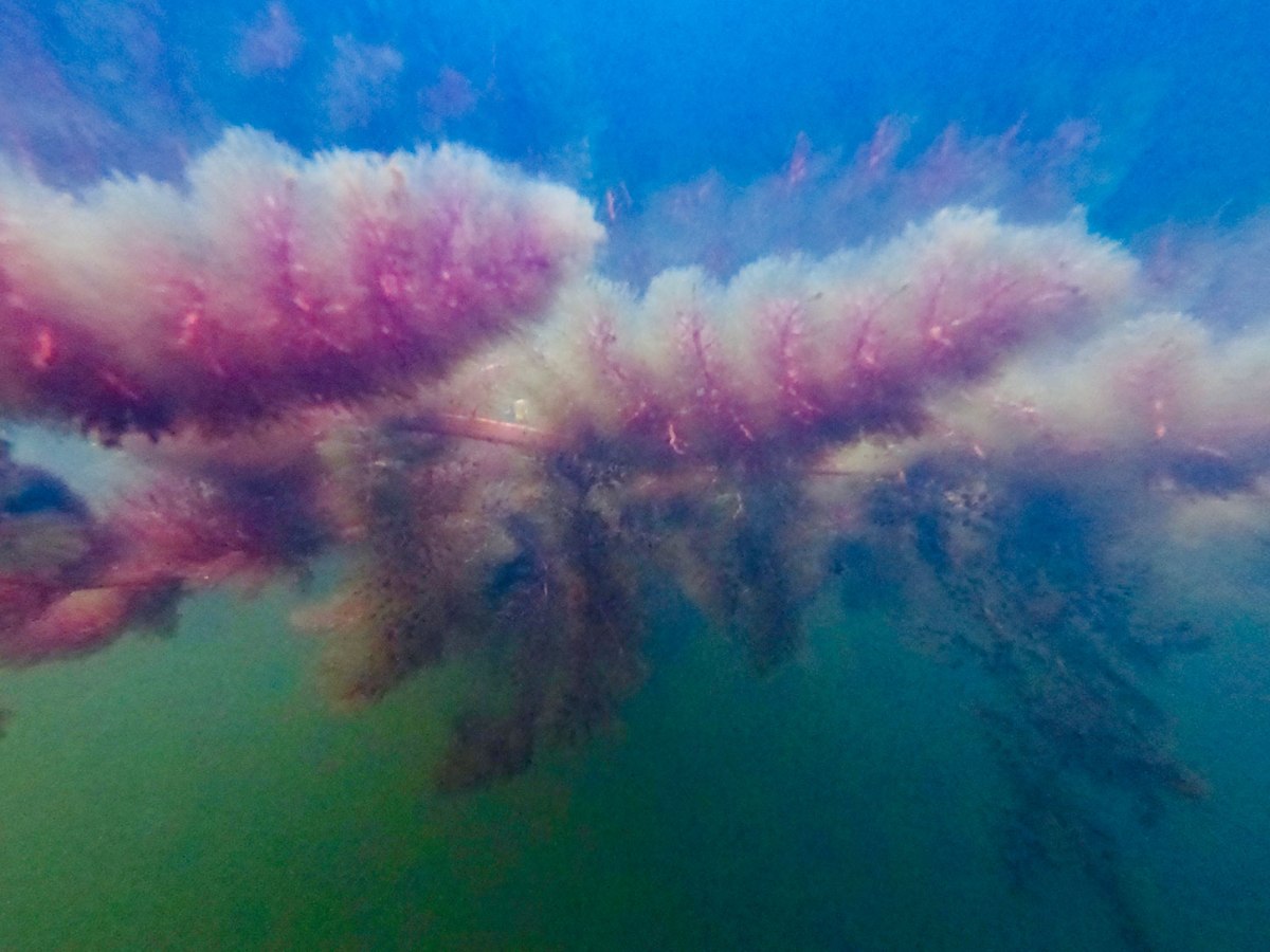 Underwater photo of carnivorous bladderwort