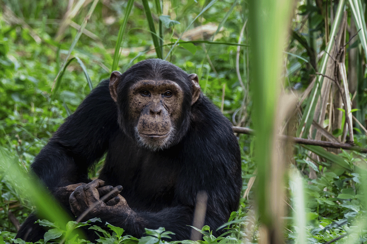 The carbon-neutral future of commercial real estate_Bulindi chimpanzee in its natural habitat in Uganda_visual 6