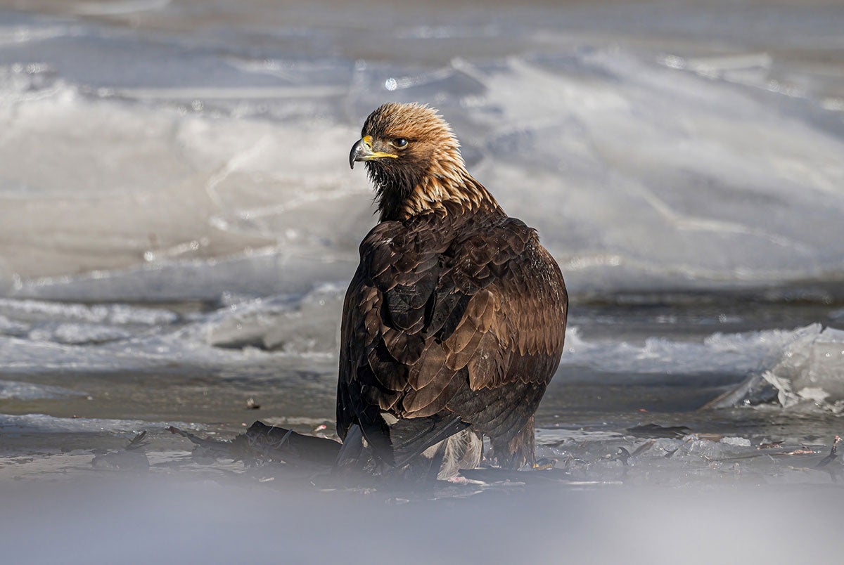 The East Has Its Own Golden Eagles, and Advocates Say They Need Help