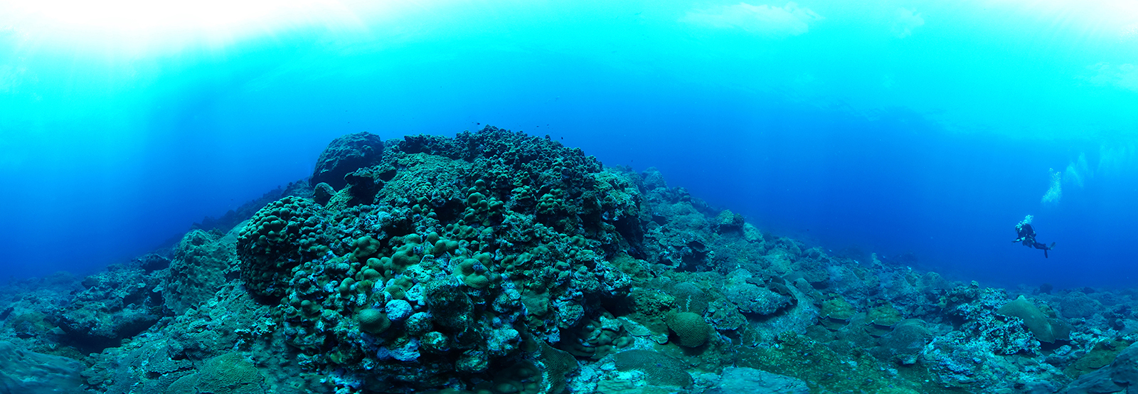 A panoramic underwater photo of healthy corals covering a reef