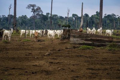 A cattle farm in the Amazon.