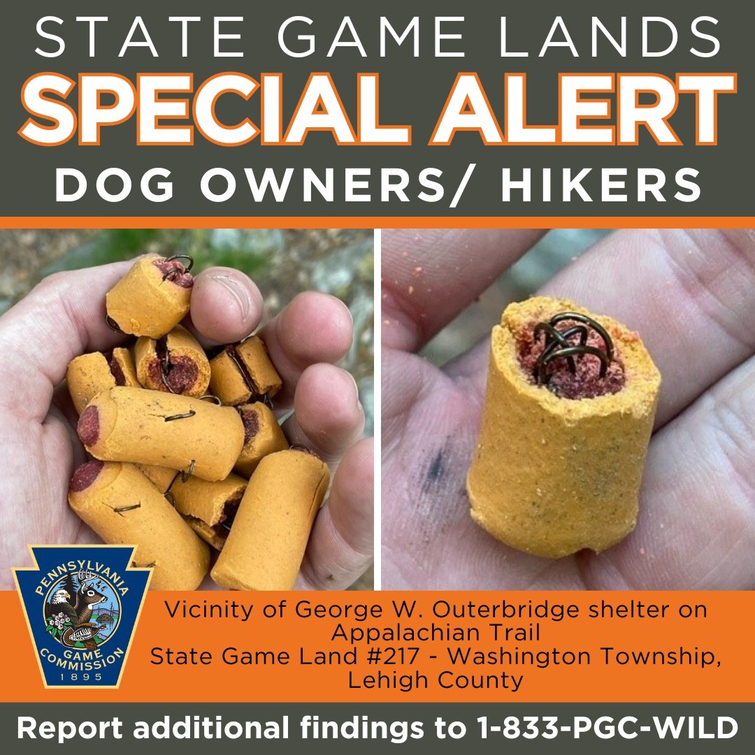 These dog treats stuffed with fishing hooks were found scattered along a hiking trail in Lehigh County, Pennsylvania, over the weekend, wildlife officials said.