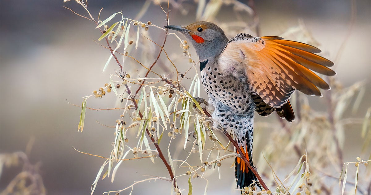 10 Fun Facts About the Northern Flicker