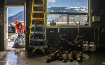 An official in Jackson, Wyoming hauls away elk remains after testing for chronic wasting disease.