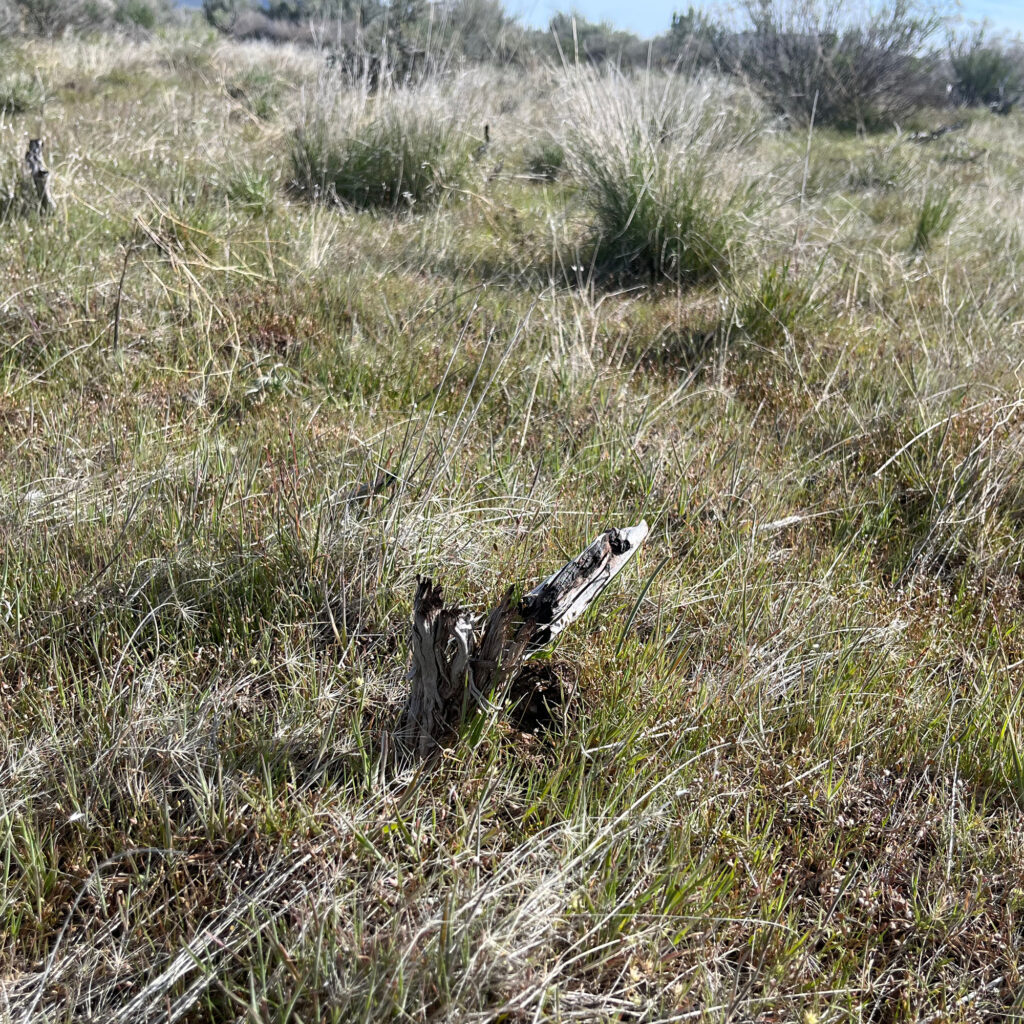 Can the Greater Sage-Grouse Be Kept Off the Endangered Species List?
