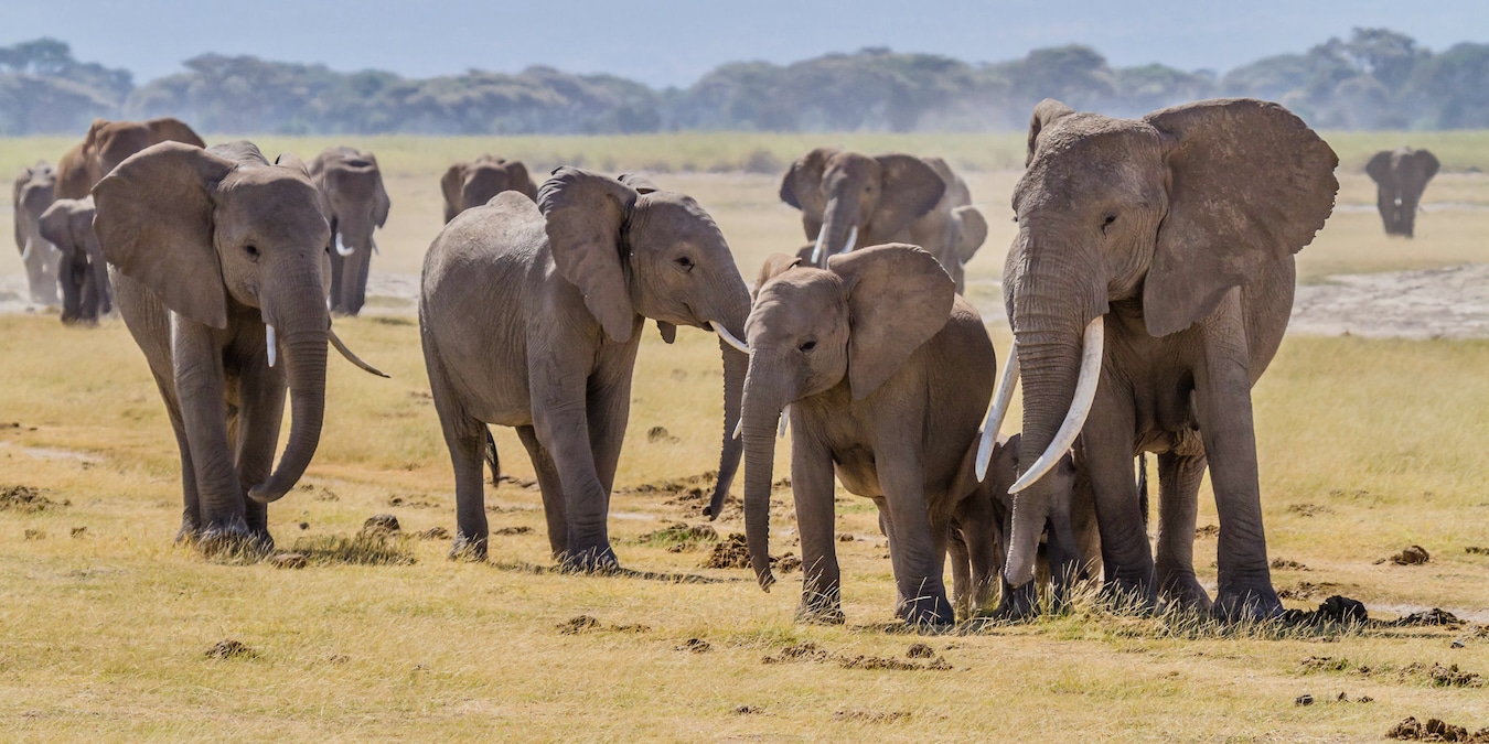 Elephants Call Each Other by Name, Like Humans Do, Study Finds - EcoWatch