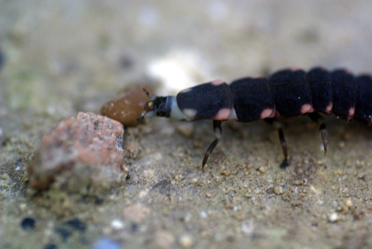 European glow-worm and firefly species are in decline | Envirotec