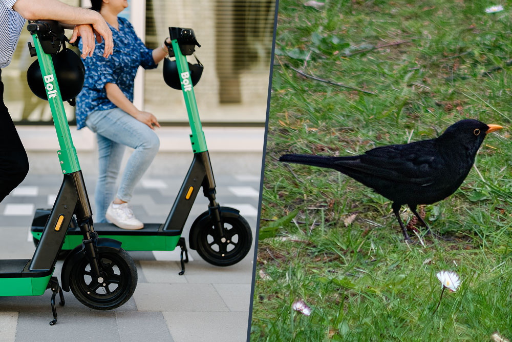 German blackbirds imitate the sound of electric scooters - electrive.com