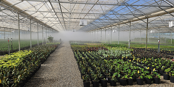 Greenhouse glazing upgrade keeps plants warm and costs down - Energy Trust Blog