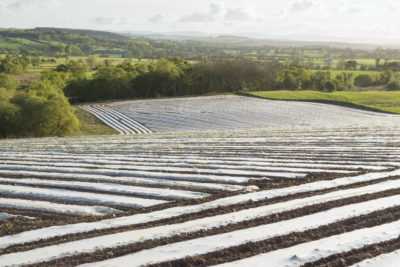 Plastic mulch on farmland in the U.K.