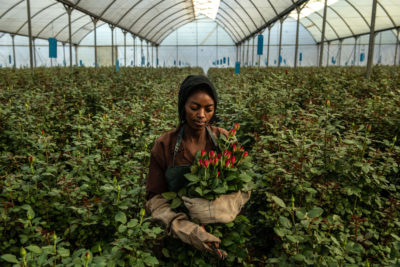 A rose picker inside a greenhouse in Naivasha, Kenya. Greenhouses are abundant in the region.