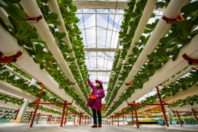 Vegetables grow in plastic pipes at a greenhouse in Hukou County, China.

