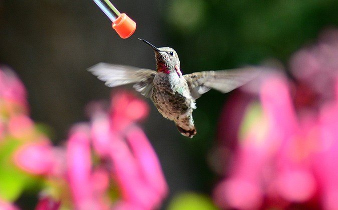 Use a 1:3 hummingbird sugar water ratio for a true-to-nature nectar mix. (The Grow Network)