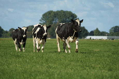 No "silver bullet" for methane reduction on dairy farms, but...
