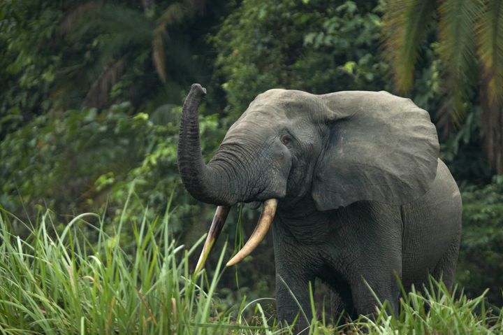 An endangered African forest elephant seen in Odzala-Kokoua National Park in the Republic of the Congo. 