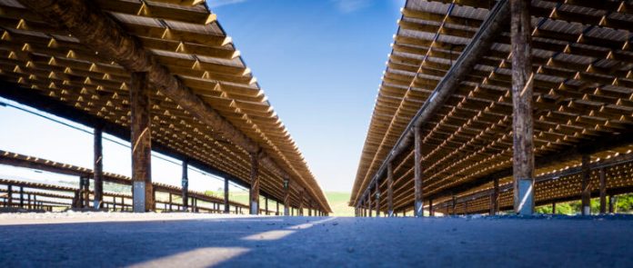 Pairi Daiza Unveils World's Largest Wooden Photovoltaic Carport, Powered by Sustainable Douglas Fir, Sets New Green Energy Milestone
