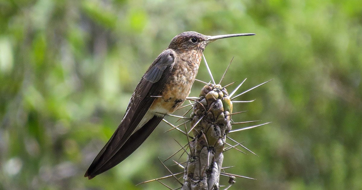 Scientists Discover World's Largest Hummingbird Hiding in Plain Sight
