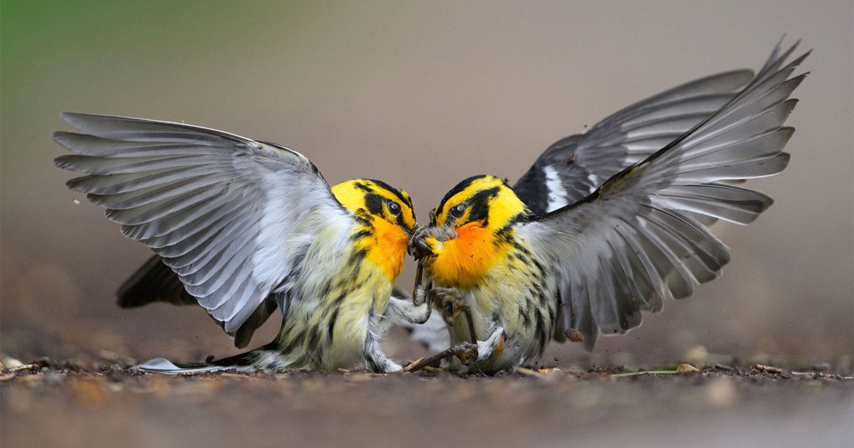 The 2024 Audubon Photography Awards: Winners and Honorable Mentions