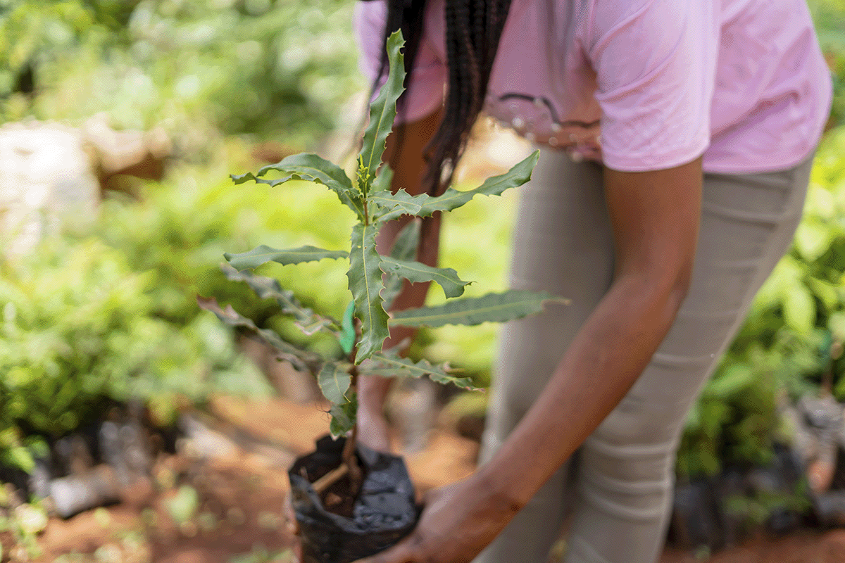 The power of high-quality carbon projects_Close-up of a DGB team member holding a tree seedling_visual 5