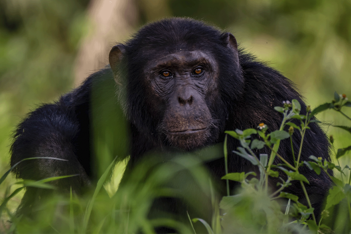 The Science Based Targets initiative and carbon offsetting_ Close-up of a Bulindi chimpanzee in its natural habitat_visual 3