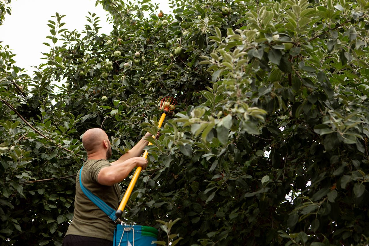 Volunteers harvest gravenstein apples from a house in Northeast Portland. The Portland Fruit Tree Project first began to connect neighbors with excess fruit from trees to neighbors and organizations that could utilize the produce. Today, harvest days utilize volunteers to gather and sort fruit which is distributed to organizations in need and given to volunteers to take home.