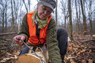 Entomologist Claire Rutledge cuts bark from an ash tree in search of emerald ash borer larvae.
