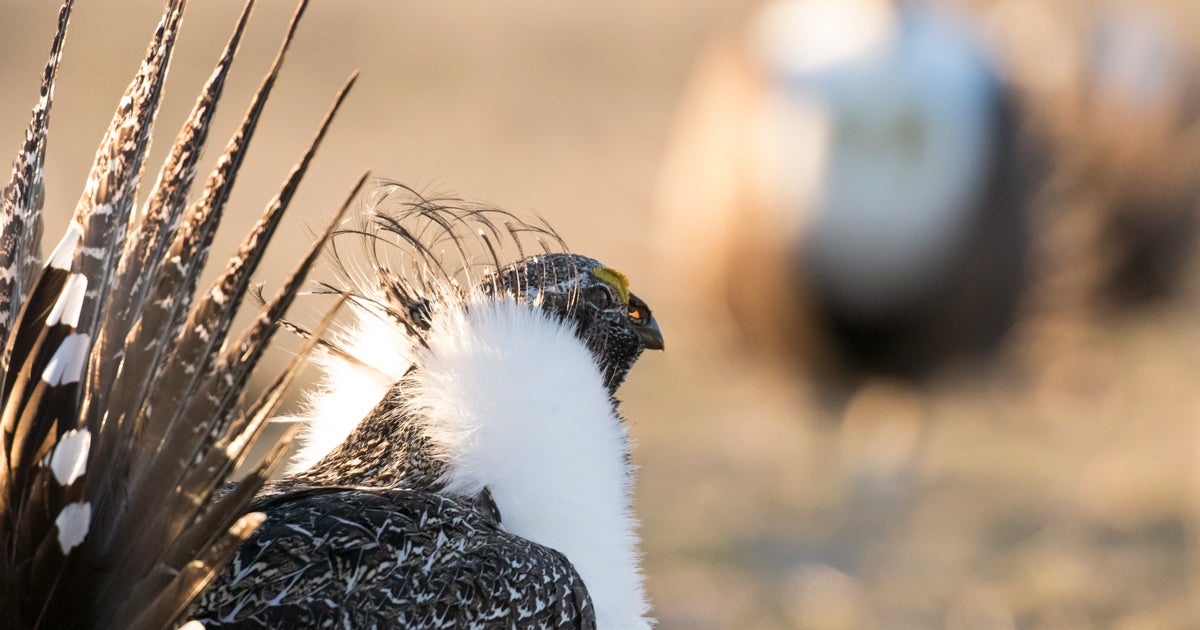 Westerners Agree: Save the Greater Sage-Grouse