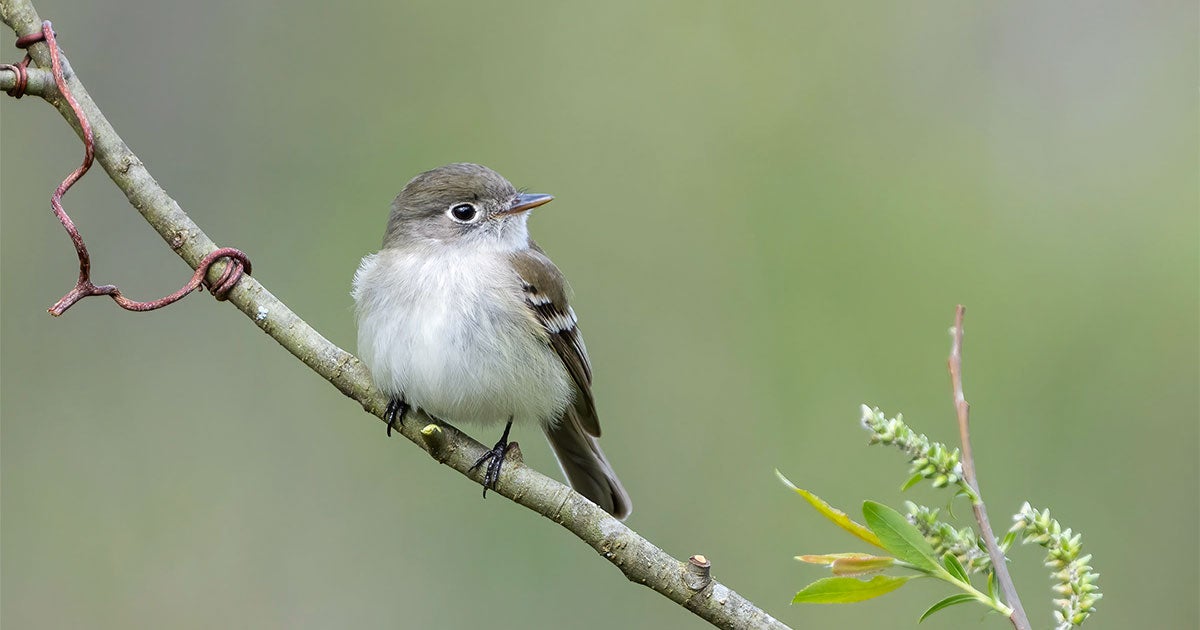Yes, You Can Identify Flycatchers. These New Field Guides Are Sure of It.