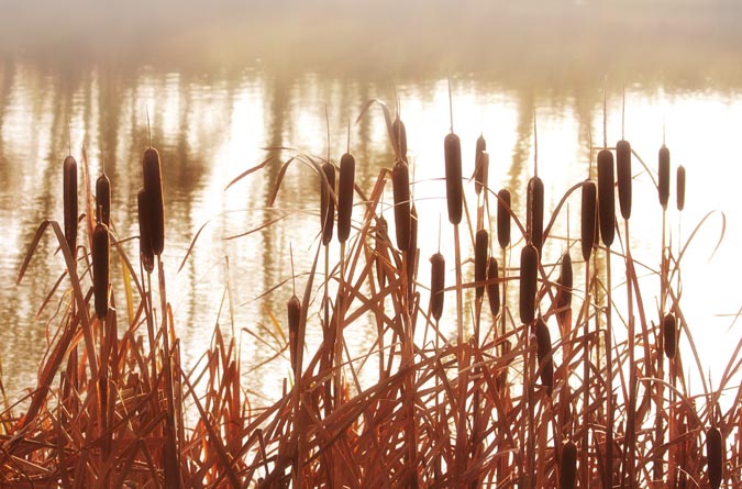 Cattails: 10+ Uses for the Swiss Army Knife of the Swamp - The Grow Network